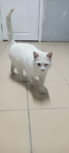 Cins kedi ve Ev kedisi fotoğraf