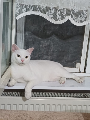 Hellim oğlumuz yuva arıyor fotoğraf