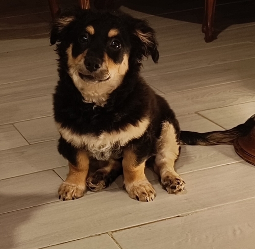 Border Collie Oğlana yuva olur musunuz? fotoğraf