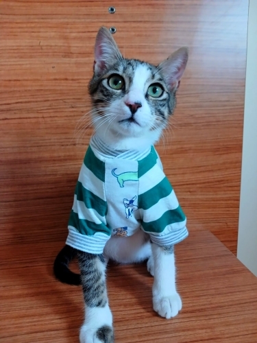 Sokaktan kurtarılmış Fındık evlat ailesine kavuşmayı bekliyor fotoğraf