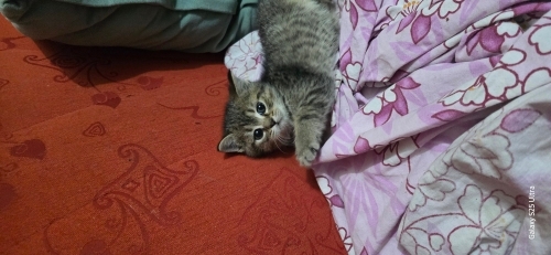 Sokak kedisiyim oyuncuyum fotoğraf