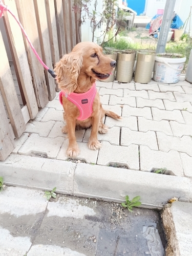 Oyuncu sevimli cocker fotoğraf