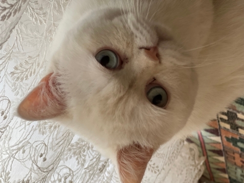 Acil sahiplendirme fotoğraf