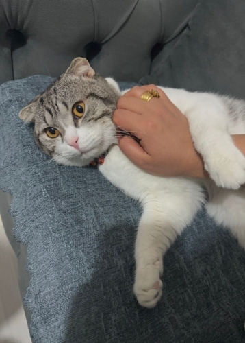 Kedimi sahiplendirmek istiyorum acil fotoğraf