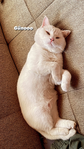 Sokakta buldum ve aldım ama bakamıyorum acil yuva aranıyor fotoğraf