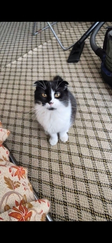 Krala ömürlük aile arıyoruz fotoğraf