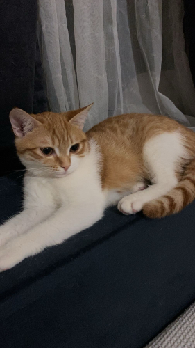 British-Sarman kırması Minik prensesime yuva arıyorum fotoğraf