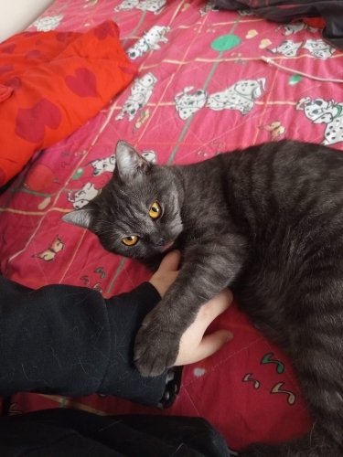 Çok sevecen ve uysal shorthair Miyavsu fotoğraf