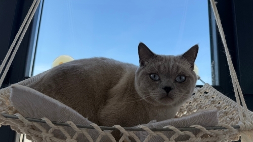 Kısır Erkek & Dişi Kediye Sorumluluk Sahibi Yuva (Çip Şartı) fotoğraf