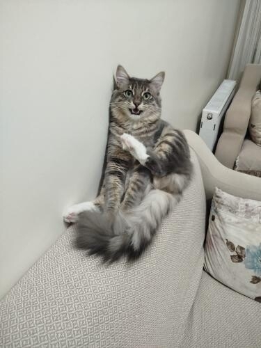 Norveç orman kedisi fotoğraf