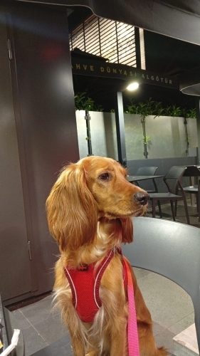 Badem Sevgi Dolu Bir Yuva Arıyor fotoğraf