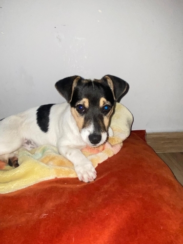 Oreo yuva arıyor fotoğraf