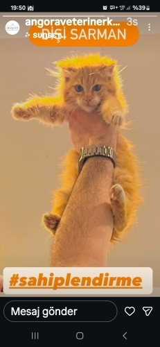 Sokakta yapacak gücü olmayan minik fotoğraf