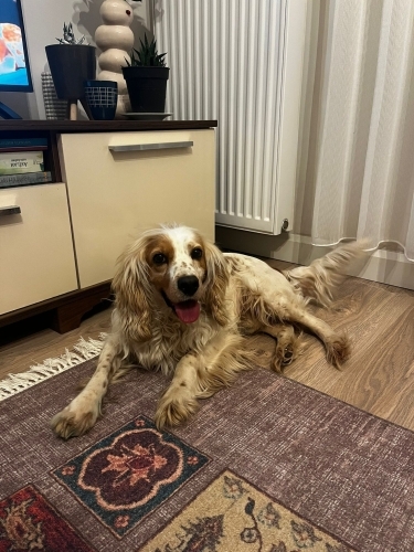 ‼️Antalya yuva ‼️ 1 yaş civarında erkek sokağa atılmış İngiliz setter takip şart fotoğraf