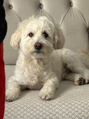 Akıllı sevecen acil fotoğraf