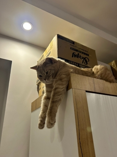 Canım kedilerimizi ücretsiz sahiplendiriyoruz fotoğraf