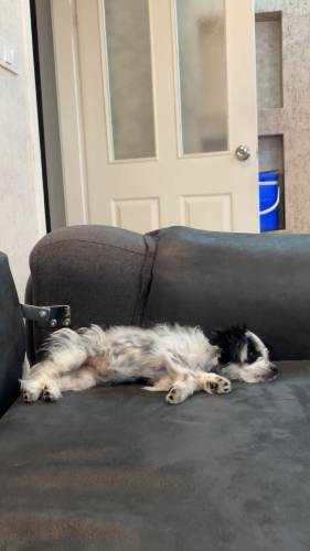 Geçici yuva arıyoruz fotoğraf