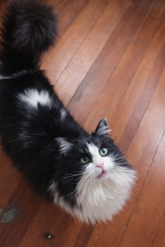 Dünya güzeli bir prenses fotoğraf