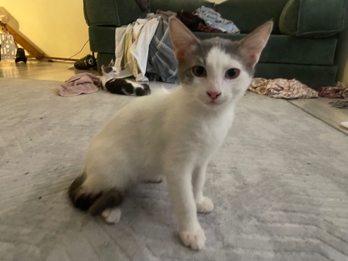 Akıllı sevecen çok tatlı fotoğraf