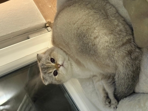 Ücretsiz Sahiplendirme fotoğraf