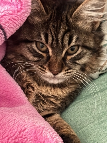 Acıl ömurluk yuva aranıyor fotoğraf