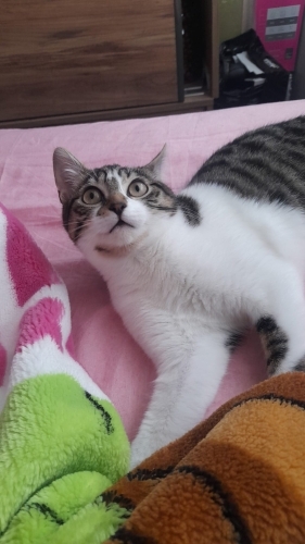 Acil pamuğa yuva aranıyor Oyuncu tekir yavru kedi fotoğraf