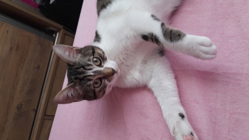 Acil pamuğa yuva aranıyor Oyuncu tekir yavru kedi fotoğraf