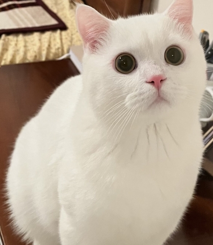 Pamuk Yeni Yuvasını Arıyor fotoğraf