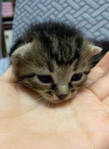 iki tekir bir siyah bebek kediler fotoğraf