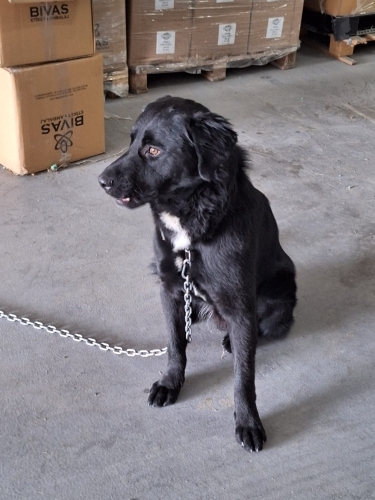 1 Yaşında Erkek Kısır Labrador fotoğraf