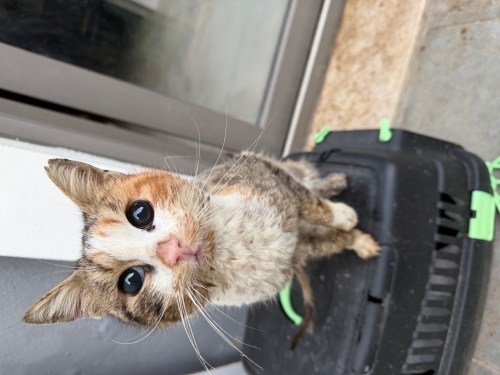Dişi kısır kedi mısır sokaga terk edildi fotoğraf