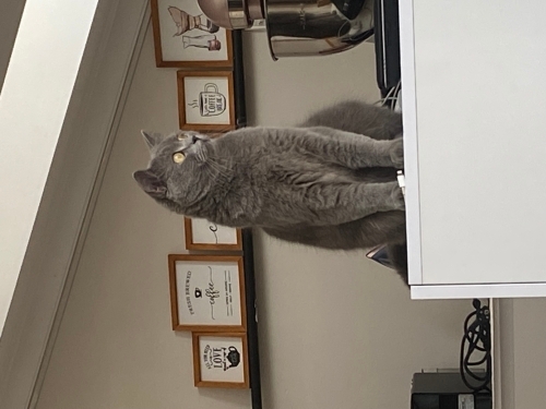 Kendi halinde oyuncu bir kedi fotoğraf