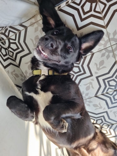 Oyuncu Sevimli Leo fotoğraf