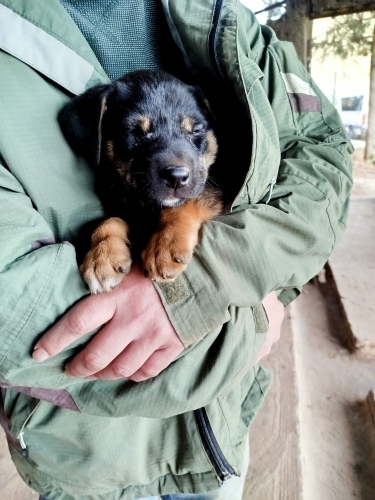 7 haftalik Pazkal yuva ariyor fotoğraf