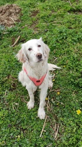 İnsan canlısı akıllı ve korumacı fotoğraf