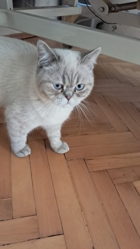 Sokakta bulundu korumaya alındı kalici yuvasini ariyoruz fotoğraf