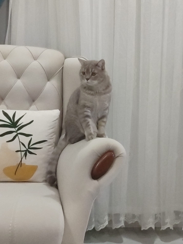 Canım kedilerimize ücretsiz yuva arıyoruz fotoğraf