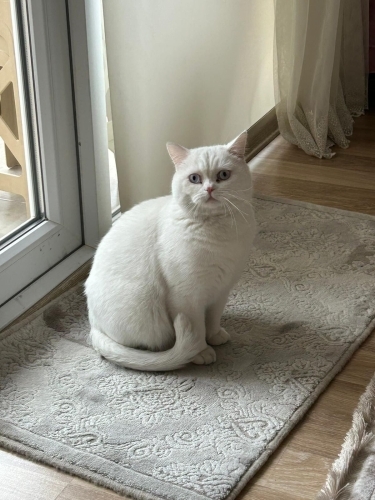 Ömürlük yuva arıyoruz fotoğraf