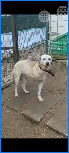 3 bacaklı engelli çocuğumuz sokakta yaşayamiyor fotoğraf