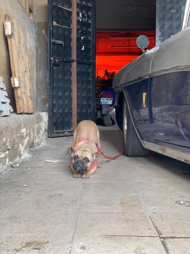 Akilli kiz Tirana yuva ariyor! fotoğraf