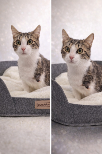 Engelli Mimi bebek için acil yuva araniyor! fotoğraf