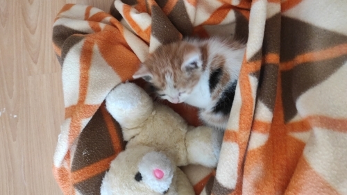 20 günlük bebek calcio korumaya aldık annesiz fotoğraf