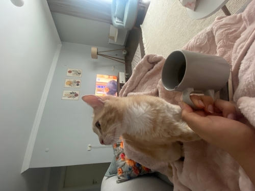 Oyuncu akıllı tam bir ev arkadaşı insan canlısı fotoğraf