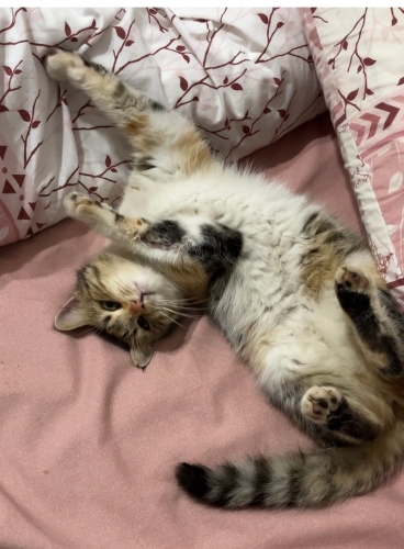 Garajımızda kalan calico kediye sıcak yuva fotoğraf