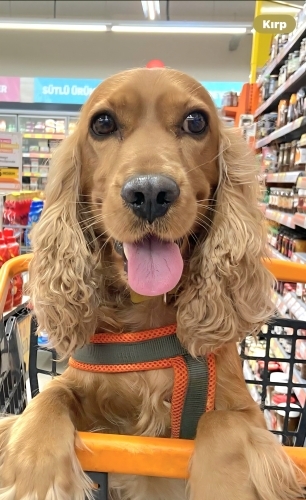 Ücretsiz sahiplenme dünya güzeli ıngliz cocker fotoğraf