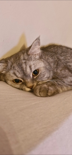 2 yaşındaki oğlumu sahiplendirmek istiyorum fotoğraf