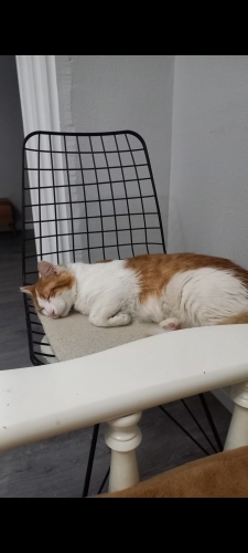 Yakışıklıya ömürlük yuva arıyoruz fotoğraf