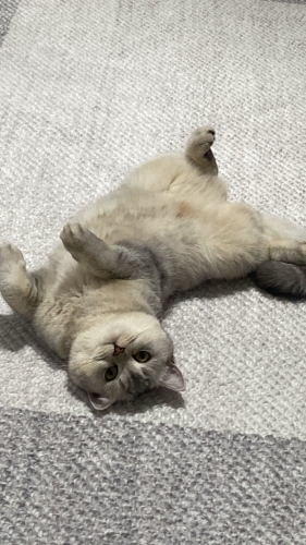 KISIRLASTIRILMIS BRİTİSH SHORT HAİR fotoğraf