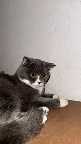 Cana yakın kedim dumanı sahiplendiriyorjm fotoğraf