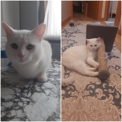 Cok zeki oyuncu ve uysal fotoğraf